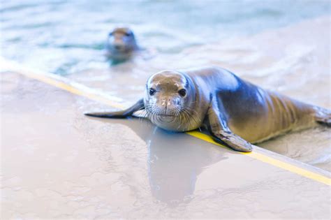 Seal conservation efforts