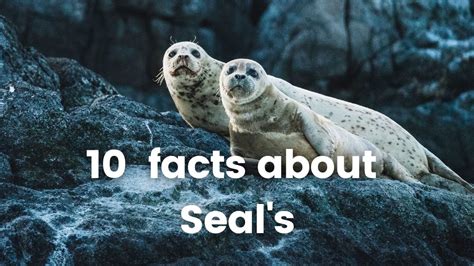 Seal facts introduction