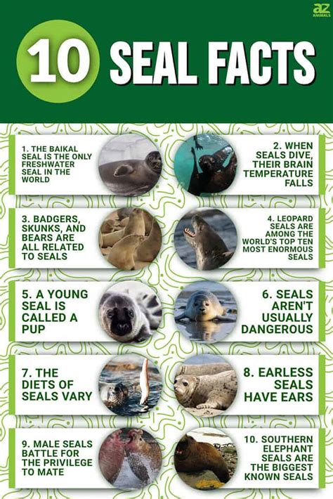 Seal facts and figures