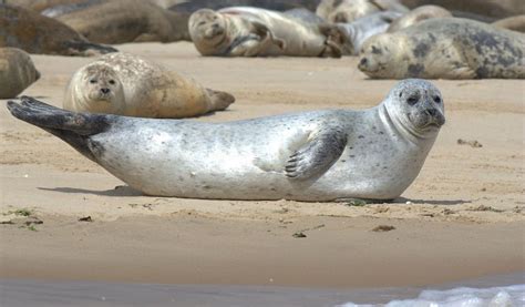 Seal habitat and distribution