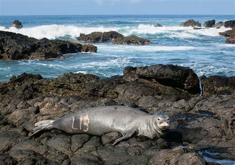 Seal habitat destruction