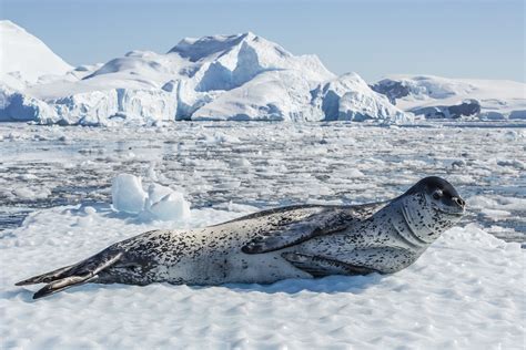 Seal habitat