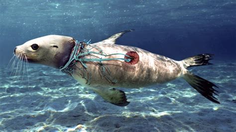 Seal pollution