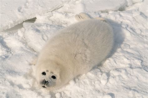 Seal research