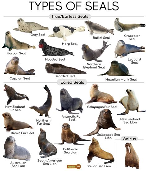 Seal species