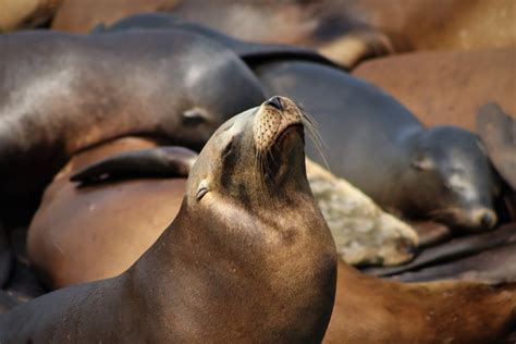 Sea Lion Characteristics