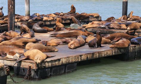 Sea Lion Colony