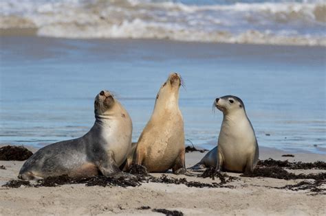 Sea Lion Conservation