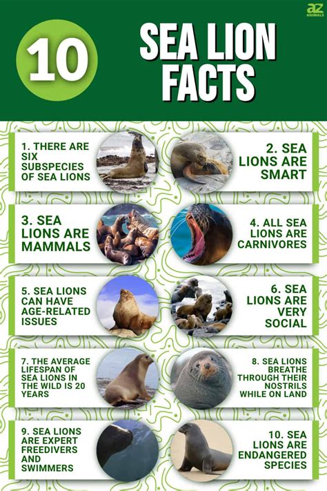 Sea Lion Facts