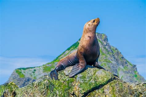 Sea Lion Habitat