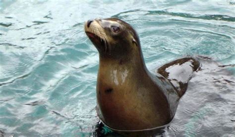 Sea Lion Habitat