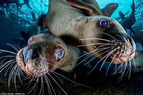 Sea Lion Playing