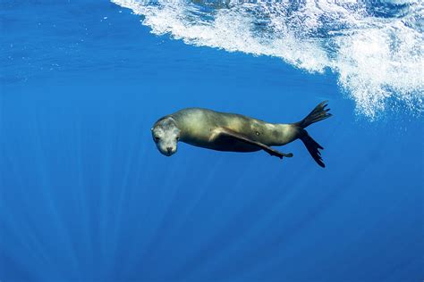 Sea Lion Swimming