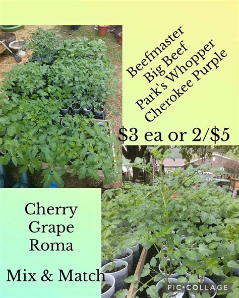 Seed and Plant Purchases with Food Stamps in Smithfield NC