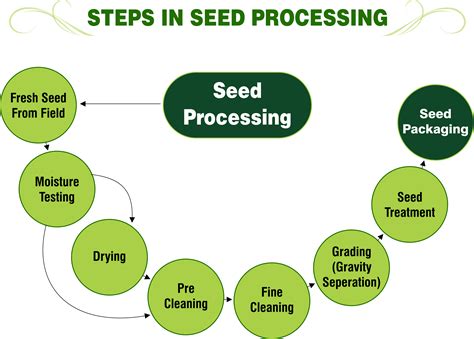 Seed Production Process