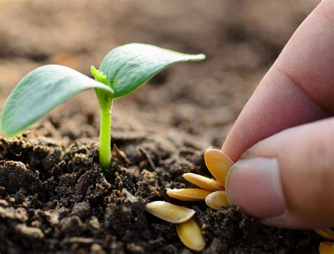 Seeds and plants