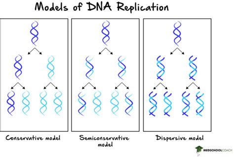 A diagram illustrating the semiconservative replication process