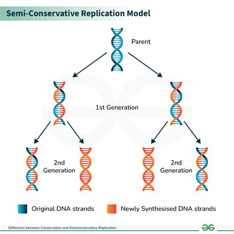 A diagram illustrating the semiconservative replication model