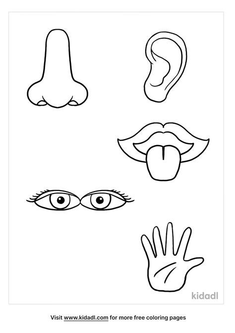 A colorful illustration of the five senses