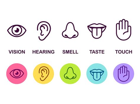 A colorful illustration of the five senses