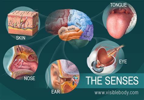 A colorful illustration of the five senses