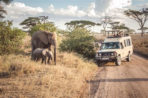 Lions in the Serengeti National Park Reserve