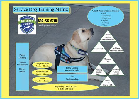 Service Dog Certification Process Image