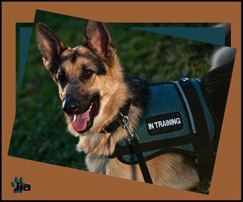 Service Dog Equipment Image