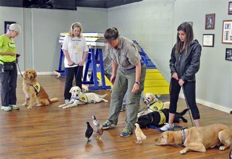 Service dog trainers working with dogs