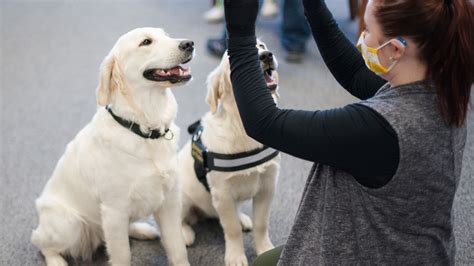 Service dog trainers at work