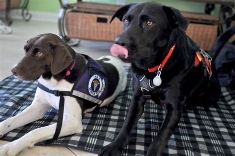 Service dog training session in progress