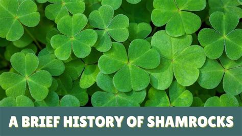 History of Shamrocks