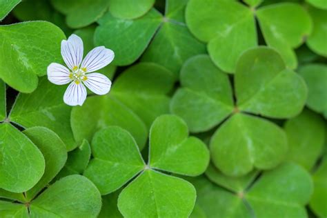 A collection of shamrock photos