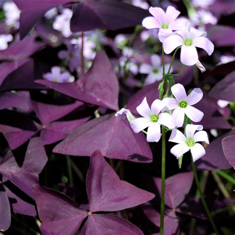 A shamrock plant with three leaves