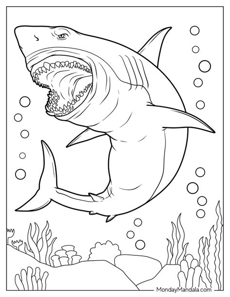 Shark Coloring Page 1