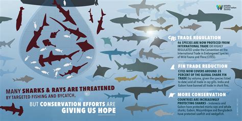 Shark conservation efforts