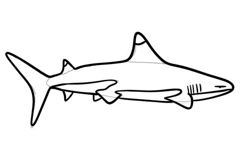 Shark outlines for coloring