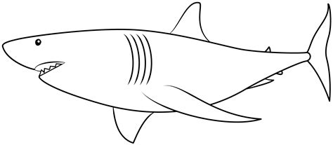 Shark Template