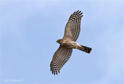 Sharp-shinned hawk in flight