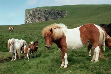 Shetland Pony