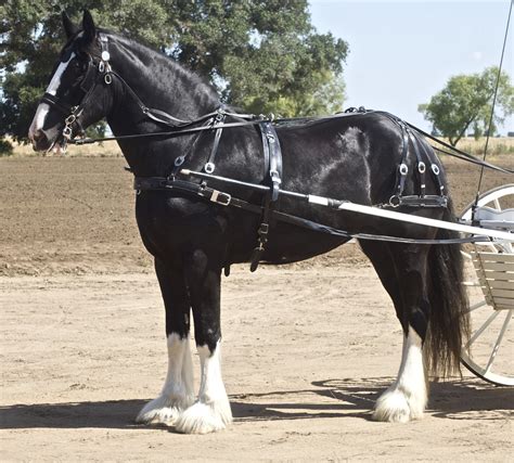 Shire Horse