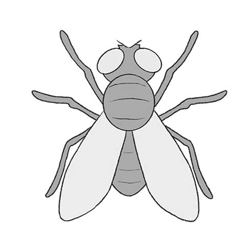 Simple Fly Drawing