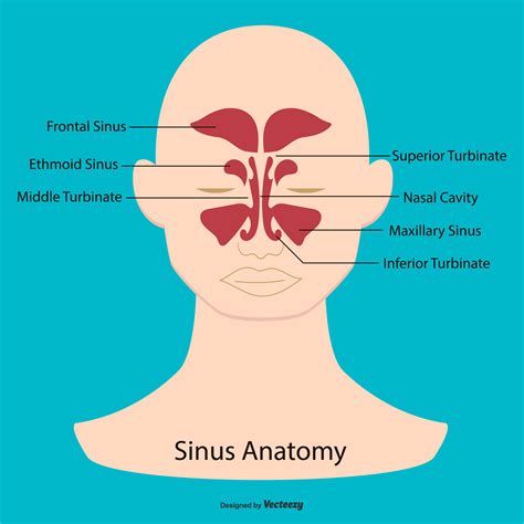 Description of Sinus Structure