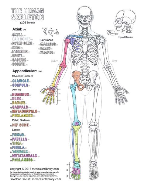 A coloring book for adults featuring the skeletal system