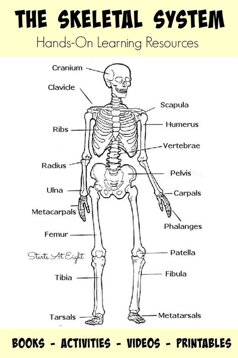 Coloring pages for learning about the skeletal system