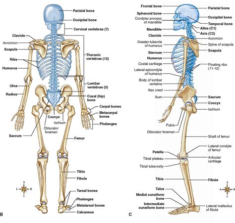 A detailed diagram of the skeletal system for advanced learners