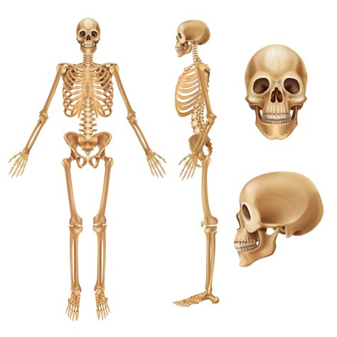 Skeletal System Image