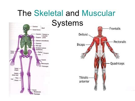 A skeletal system coloring page that also includes muscles