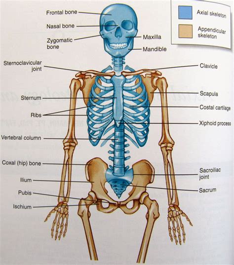 A diagram of the human skeleton, highlighting the 10 key bones to identify