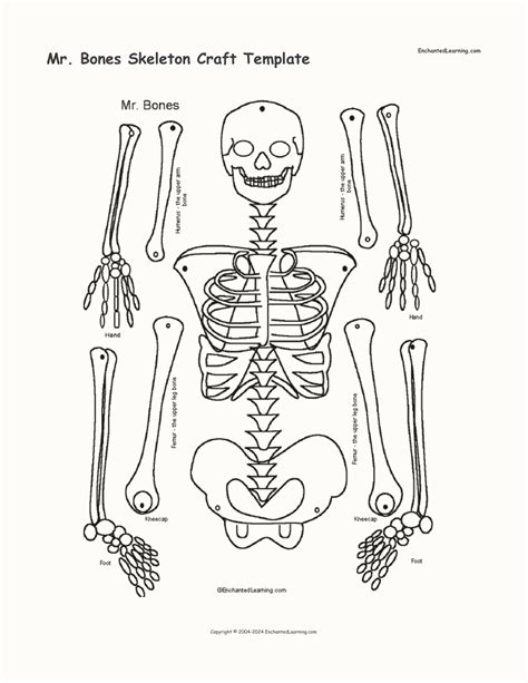 Skeleton Bones Templates